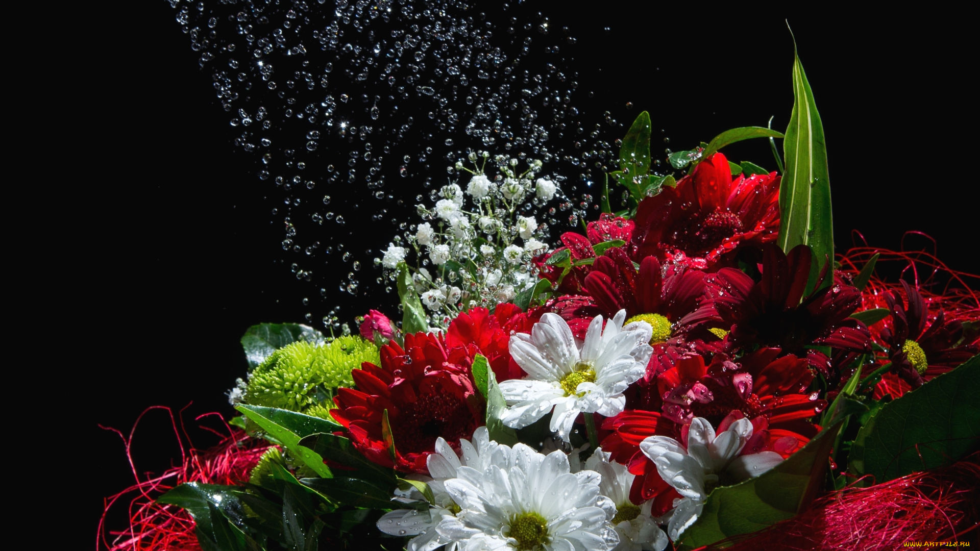 цветы, букеты, , композиции, хризантемы, герберы, букет, вода, капли