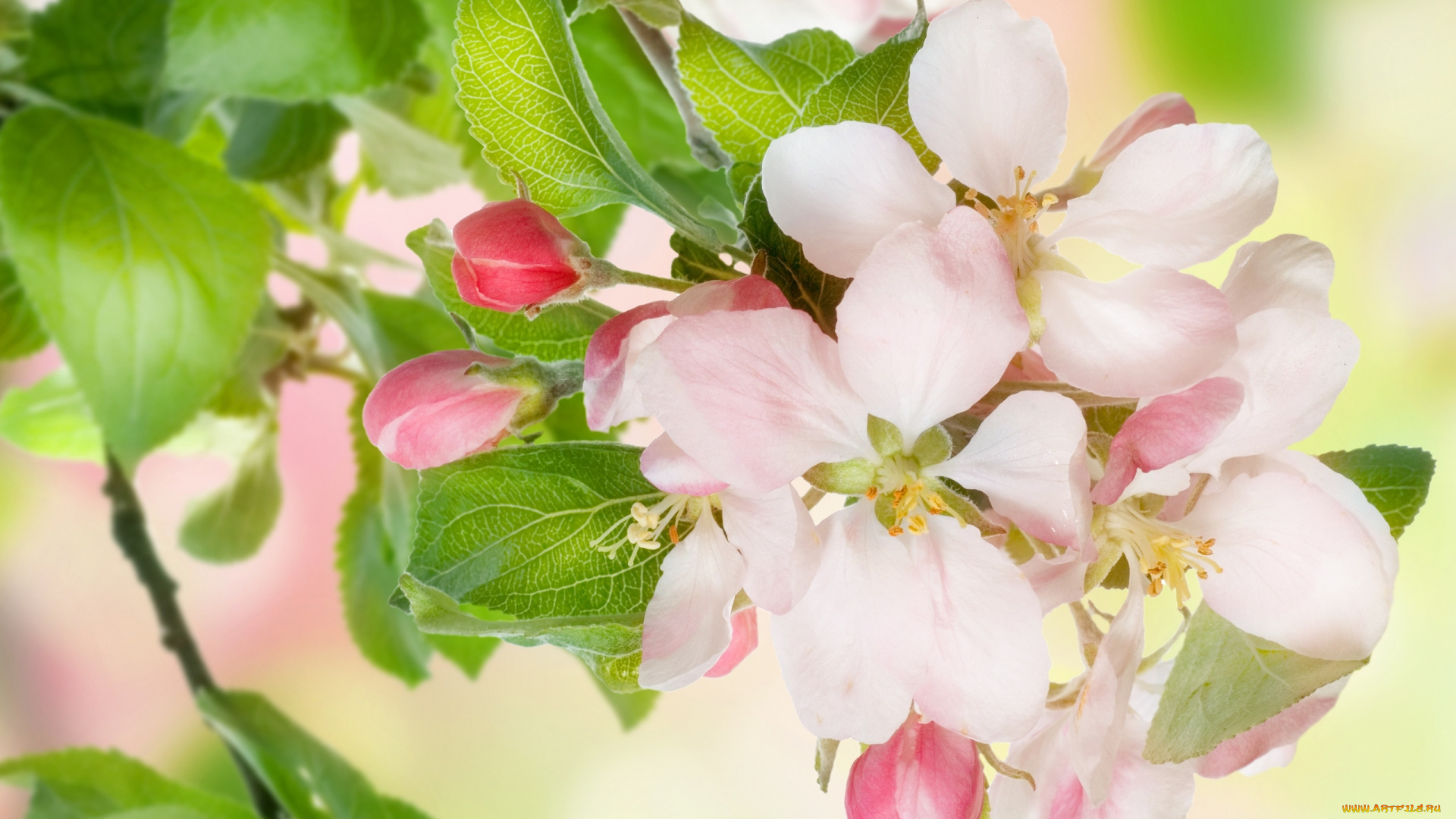 цветы, цветущие, деревья, , , кустарники, flowers, spring, blossoms, apple, tree, весна, beauty, leaves, яблоня, цветение, лепестки, розовые, белые, нежные, petals, pink, white, tender, красота, листья, бутоны