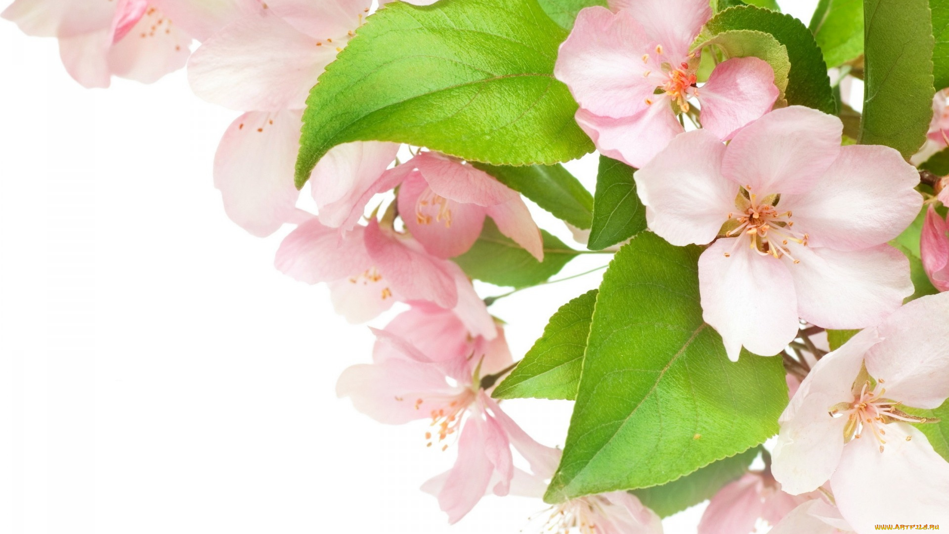 цветы, цветущие, деревья, , , кустарники, petals, нежные, pink, blossoms, tender, white, apple, tree, яблоня, цветение, весна, beauty, красота, лепестки, розовые, белые, flowers, spring