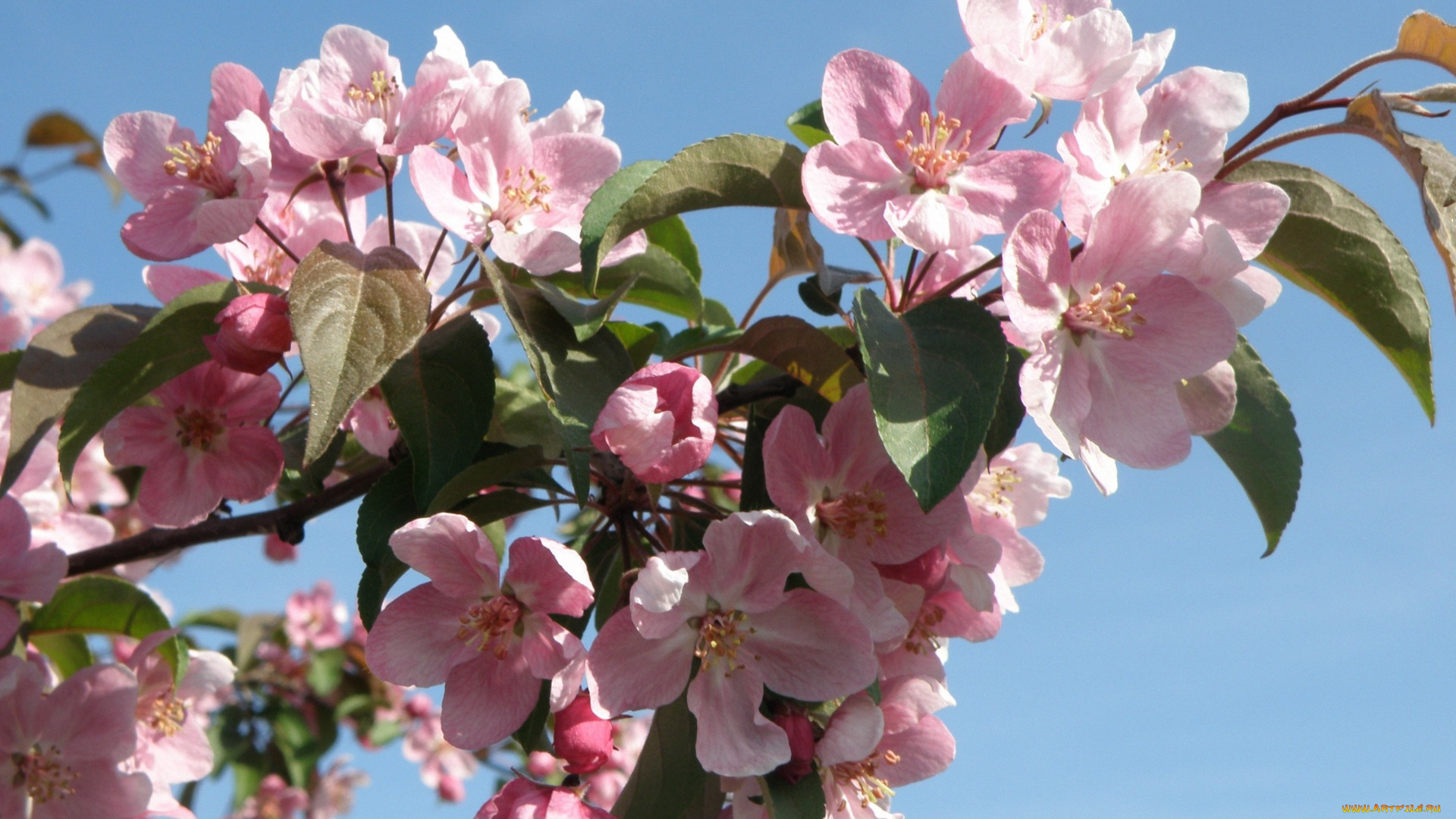 цветы, цветущие, деревья, , , кустарники, tender, blossoms, розовые, apple, tree, лепестки, flowers, нежные, spring, яблоня, цветение, весна, beauty, leaves, pink, petals, красота, бутоны