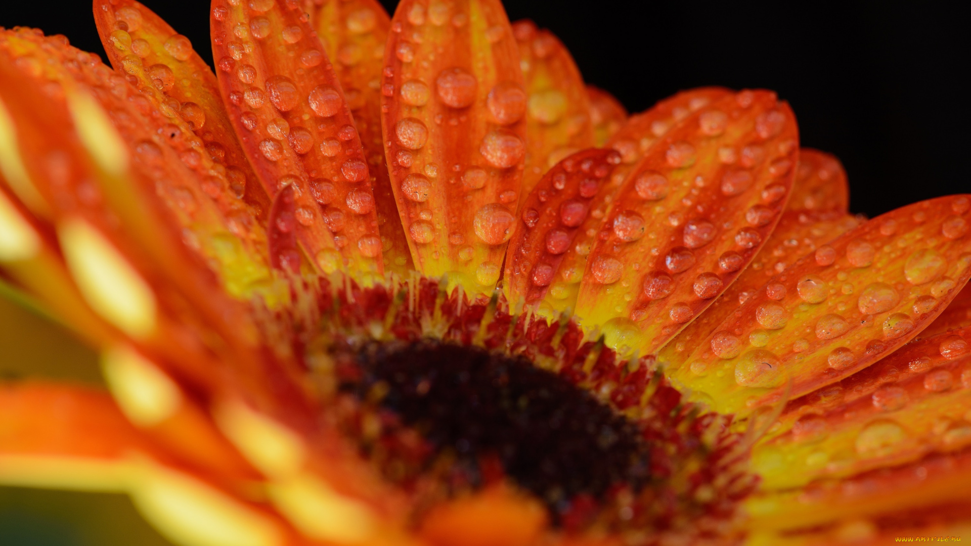 цветы, герберы, оранжевый, капли, макро, цвет