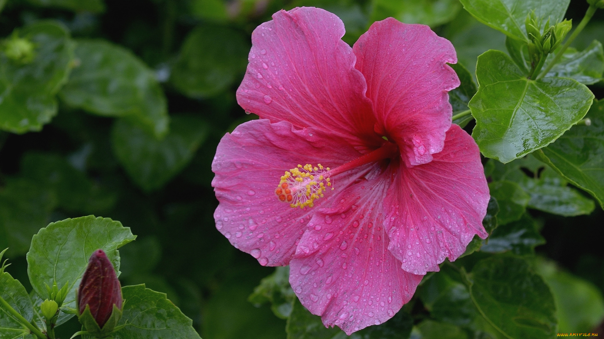 цветы, гибискусы, гибискус, розовый, макро