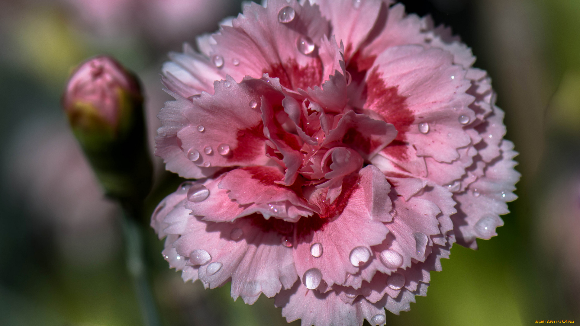 цветы, гвоздики, капли, вода, роса, лепестки, цветок, гвоздика