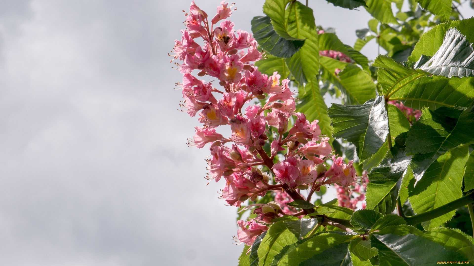 цветы, каштаны, свеча, дерево, розовый, каштан