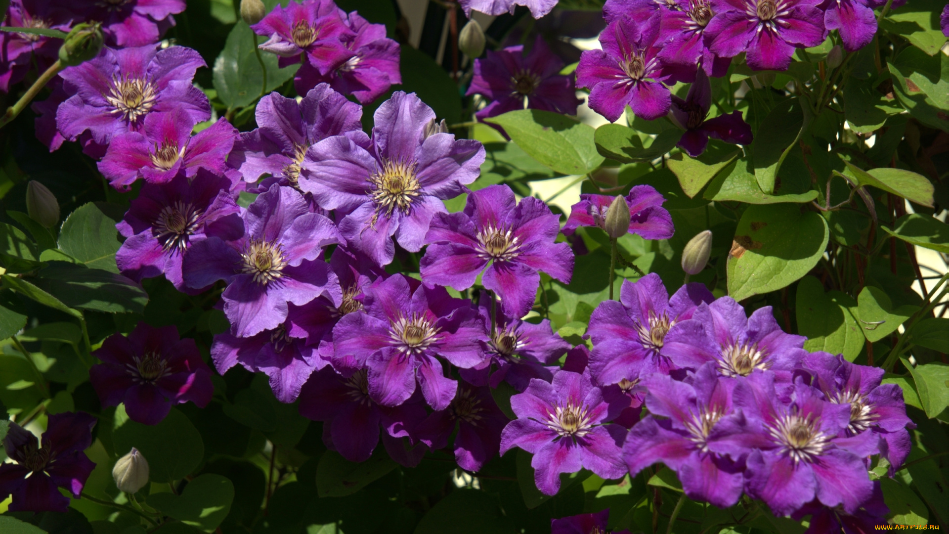 цветы, клематис, , ломонос, фиолетовый, клематис