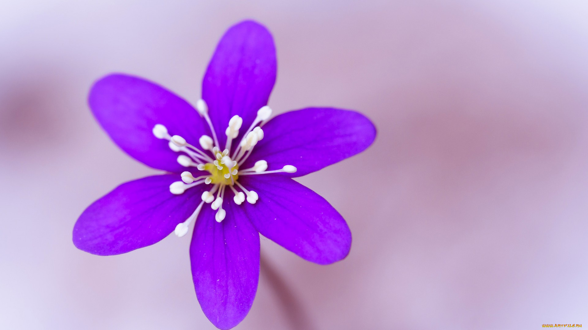 цветы, лепестки, тычинки