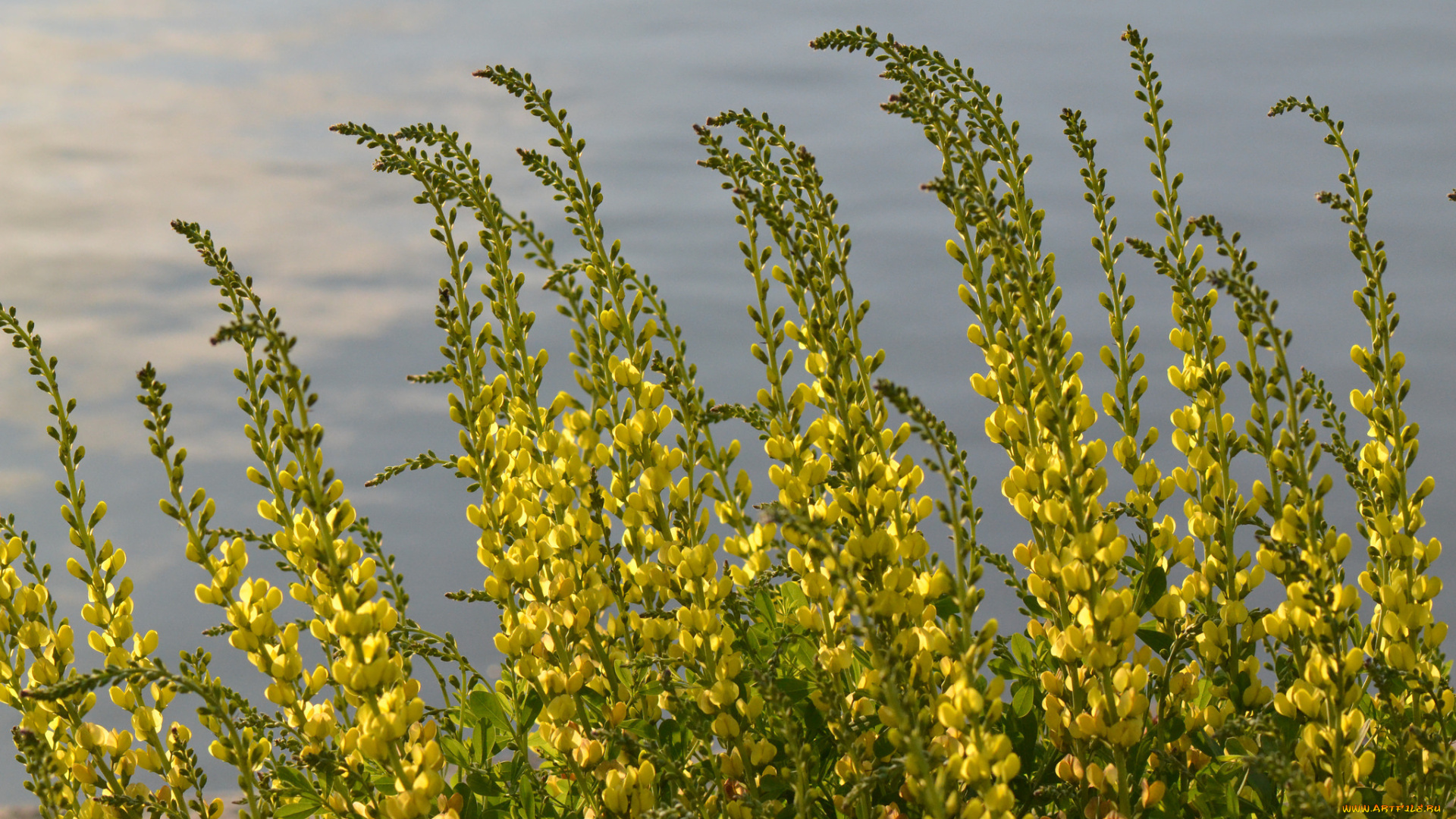 цветы, луговые, , полевые, , цветы, растение, вода