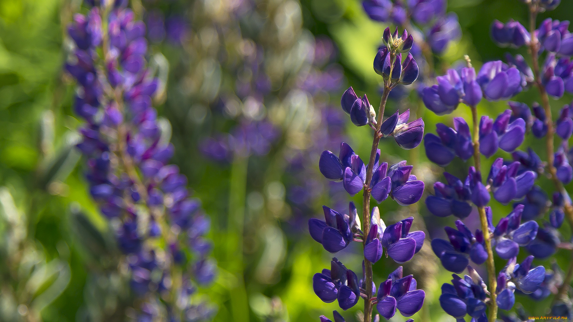 цветы, люпин, макро, фиолетовые