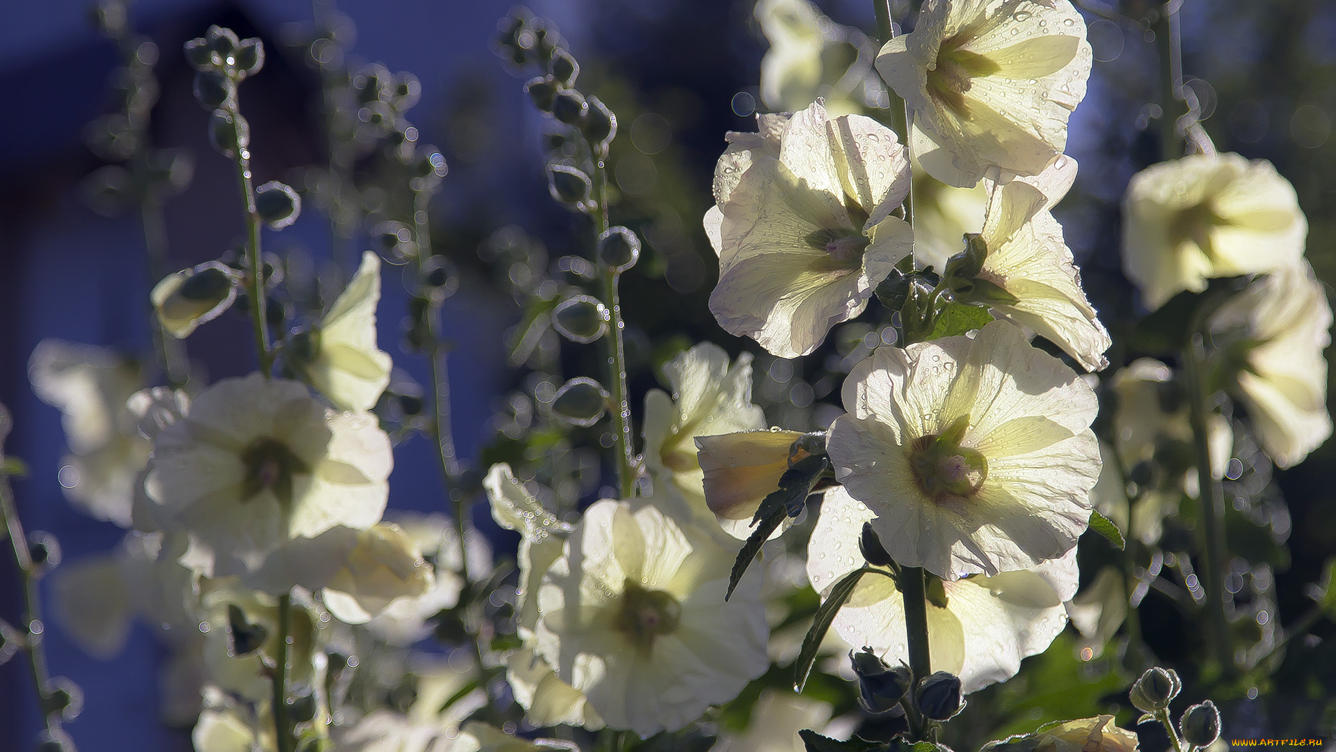цветы, мальвы, роса, капли, белая, мальва