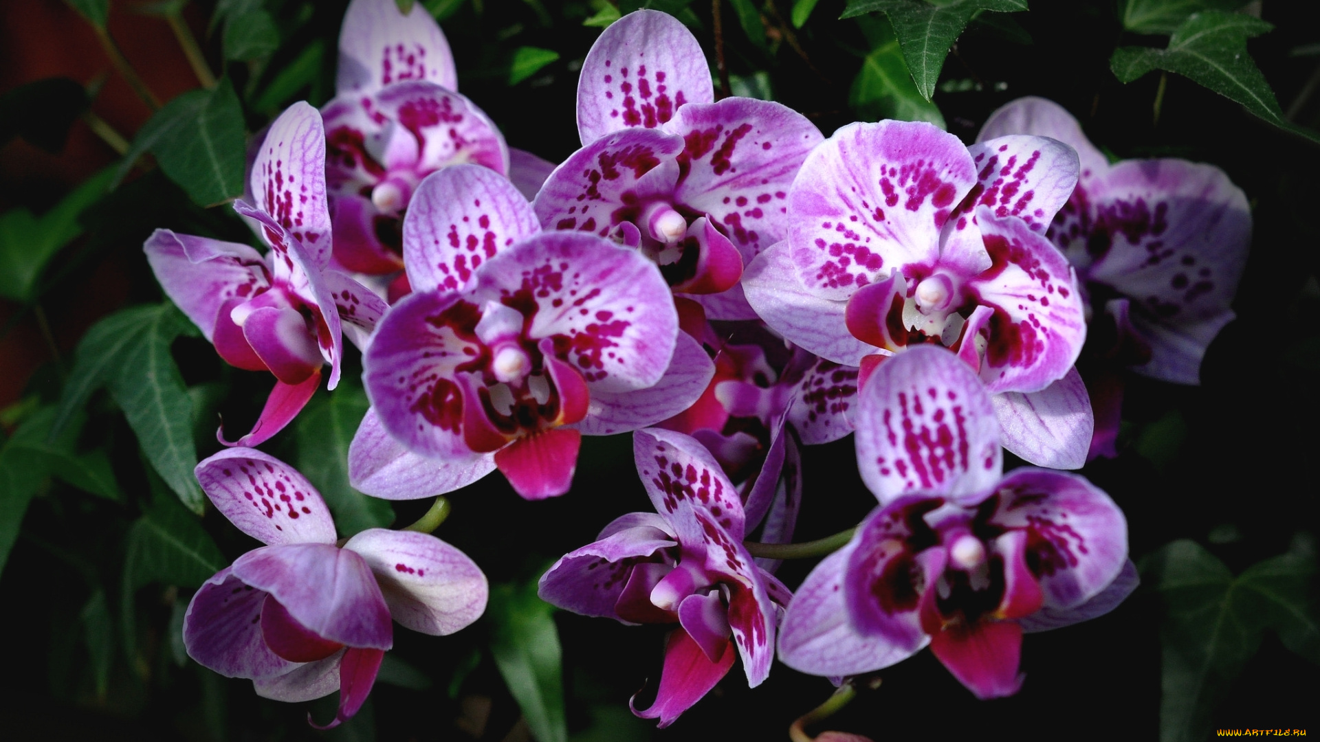 цветы, орхидеи, экзотика, пятнистые