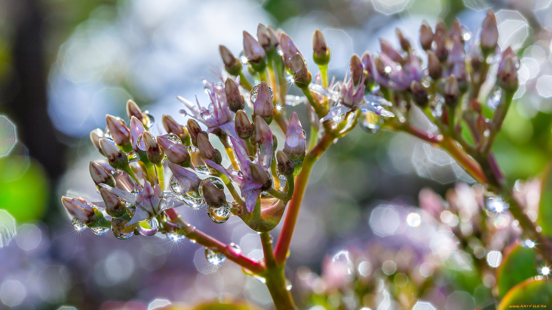 цветы, роса, вода, макро, сиреневые, боке, блики, капли