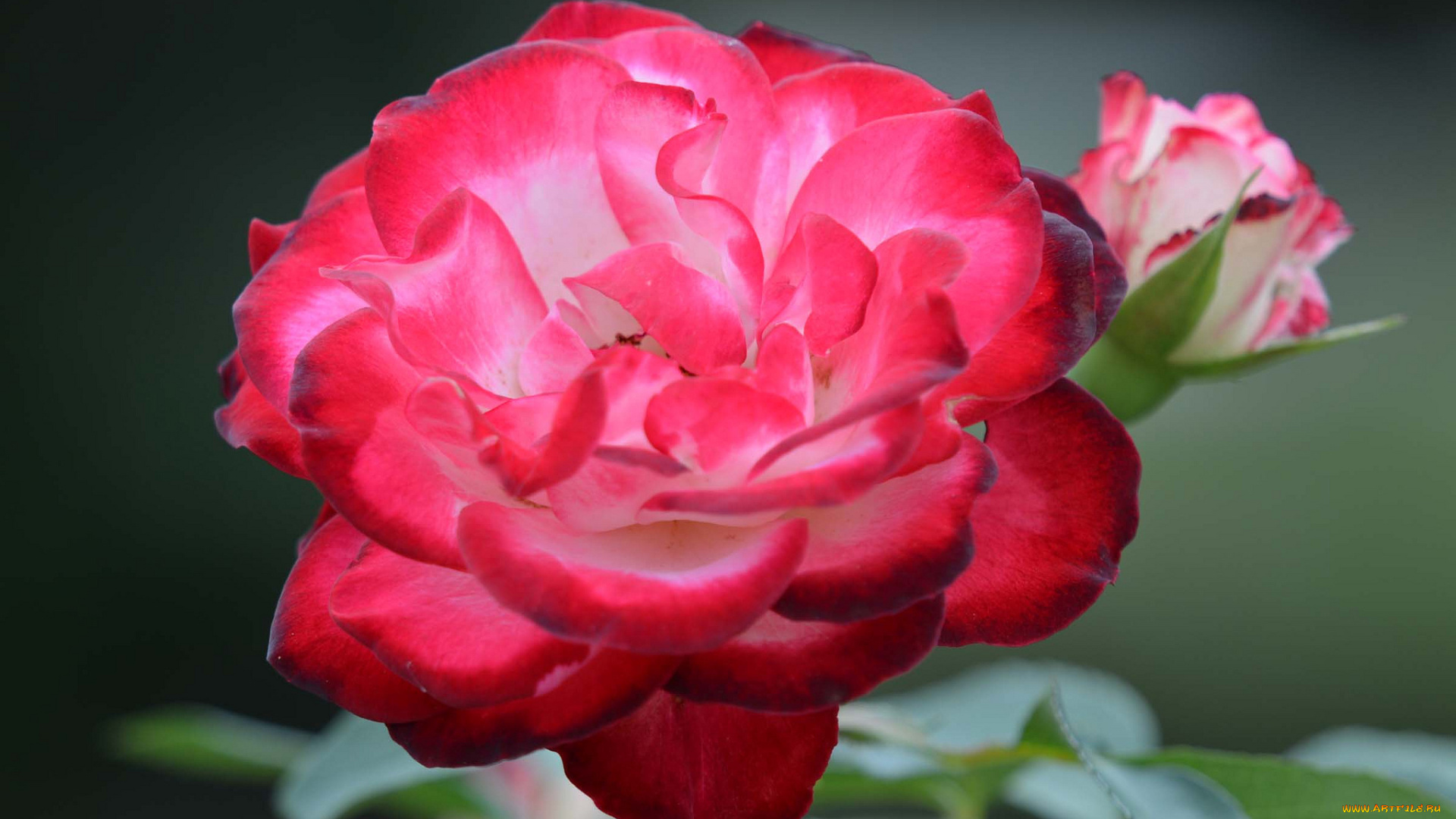 цветы, розы, роза, листья, куст, бутон, лепестки, цветок