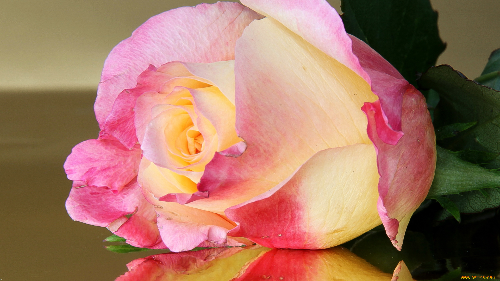 цветы, розы, роза, розовая