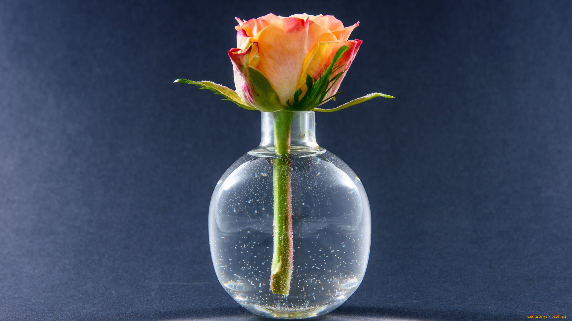 цветы, розы, вазочка, бутон