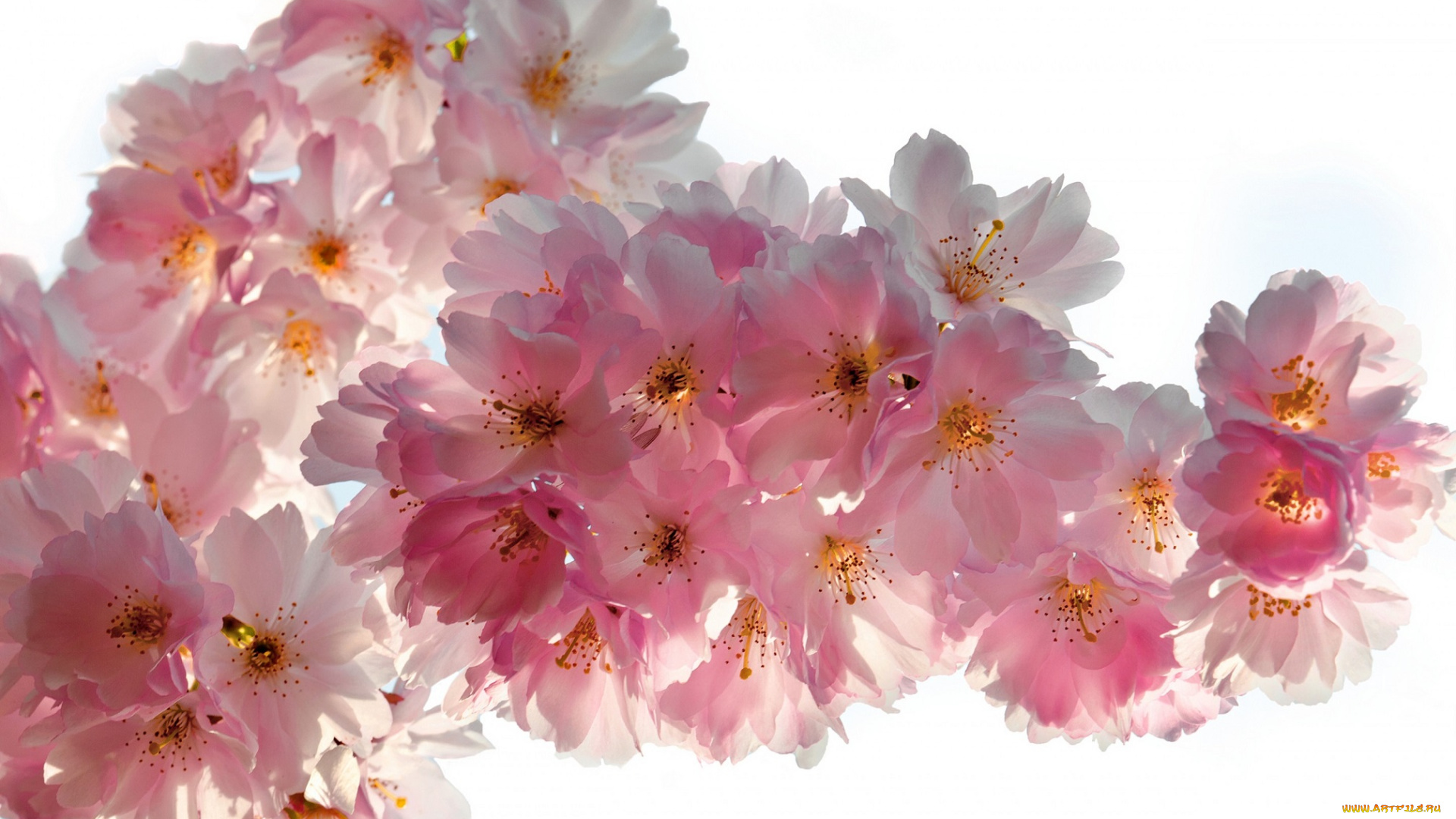 цветы, сакура, , вишня, pink, blossoms, tender, вишня, цветение, весна, beauty, sky, petals, white, sakura, cherry, flowers, spring, бутоны, ветки, белые, лепестки, розовые, нежные