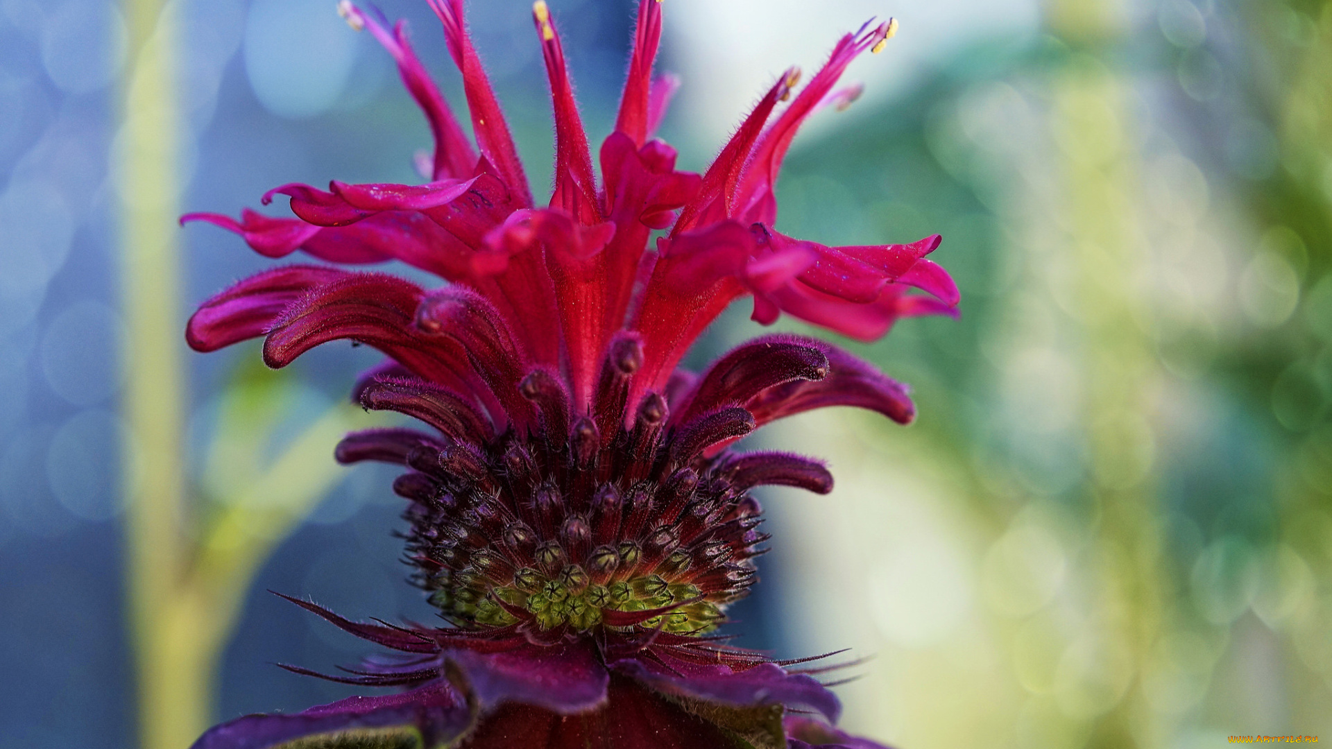 цветы, сорняк, цветок, лепестки, природа