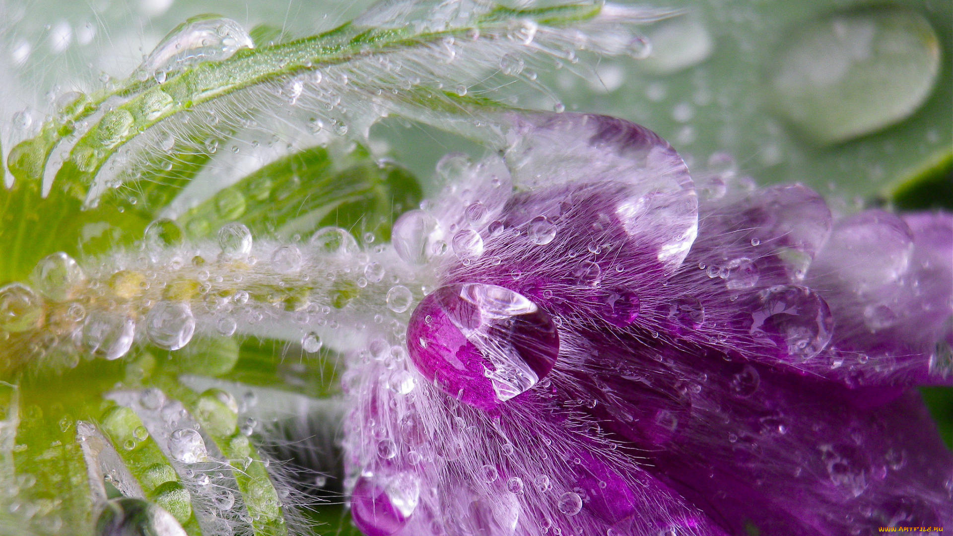 цветы, вода, цветок, лепестки, листья, капли