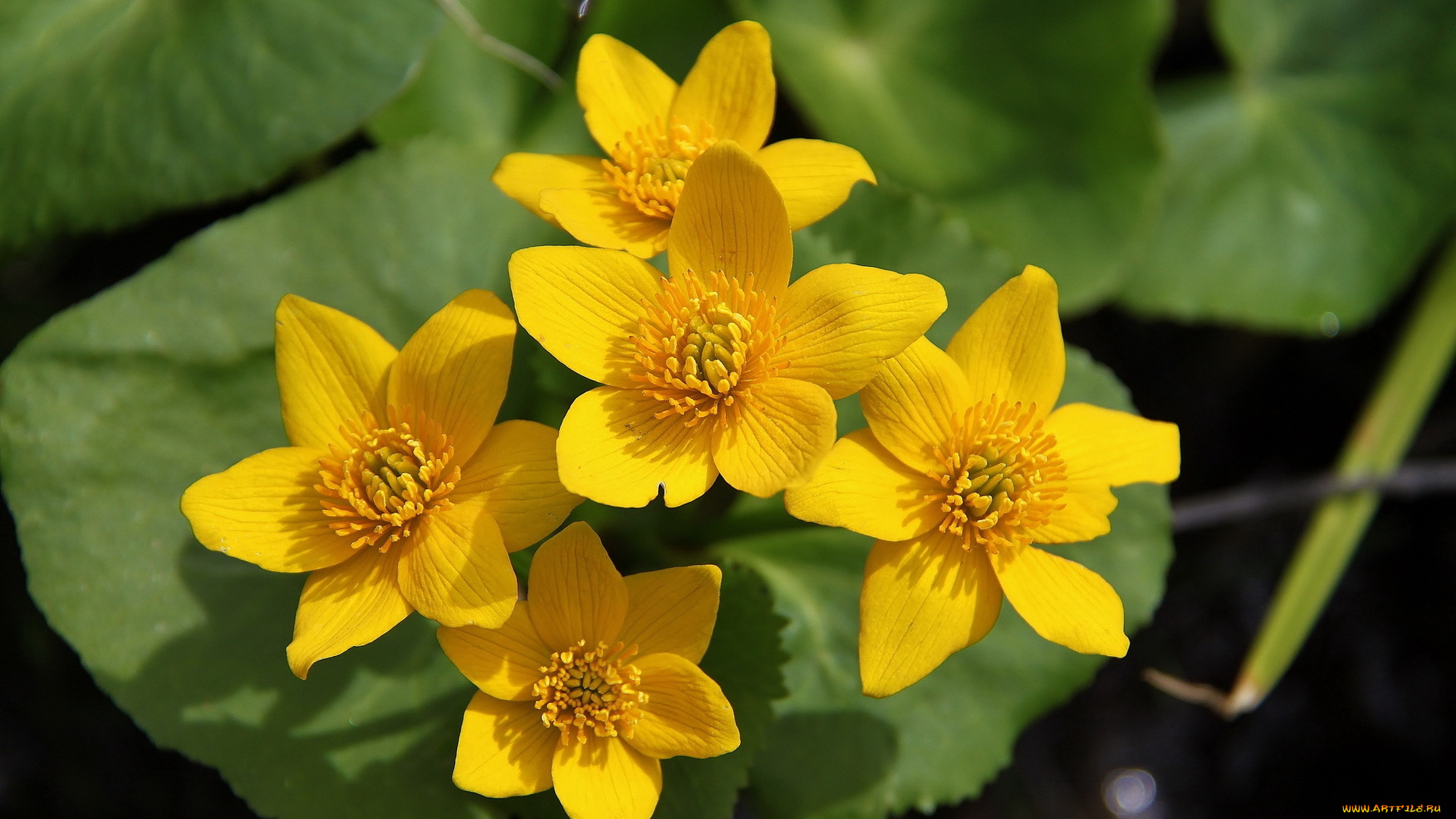 цветы, желтые