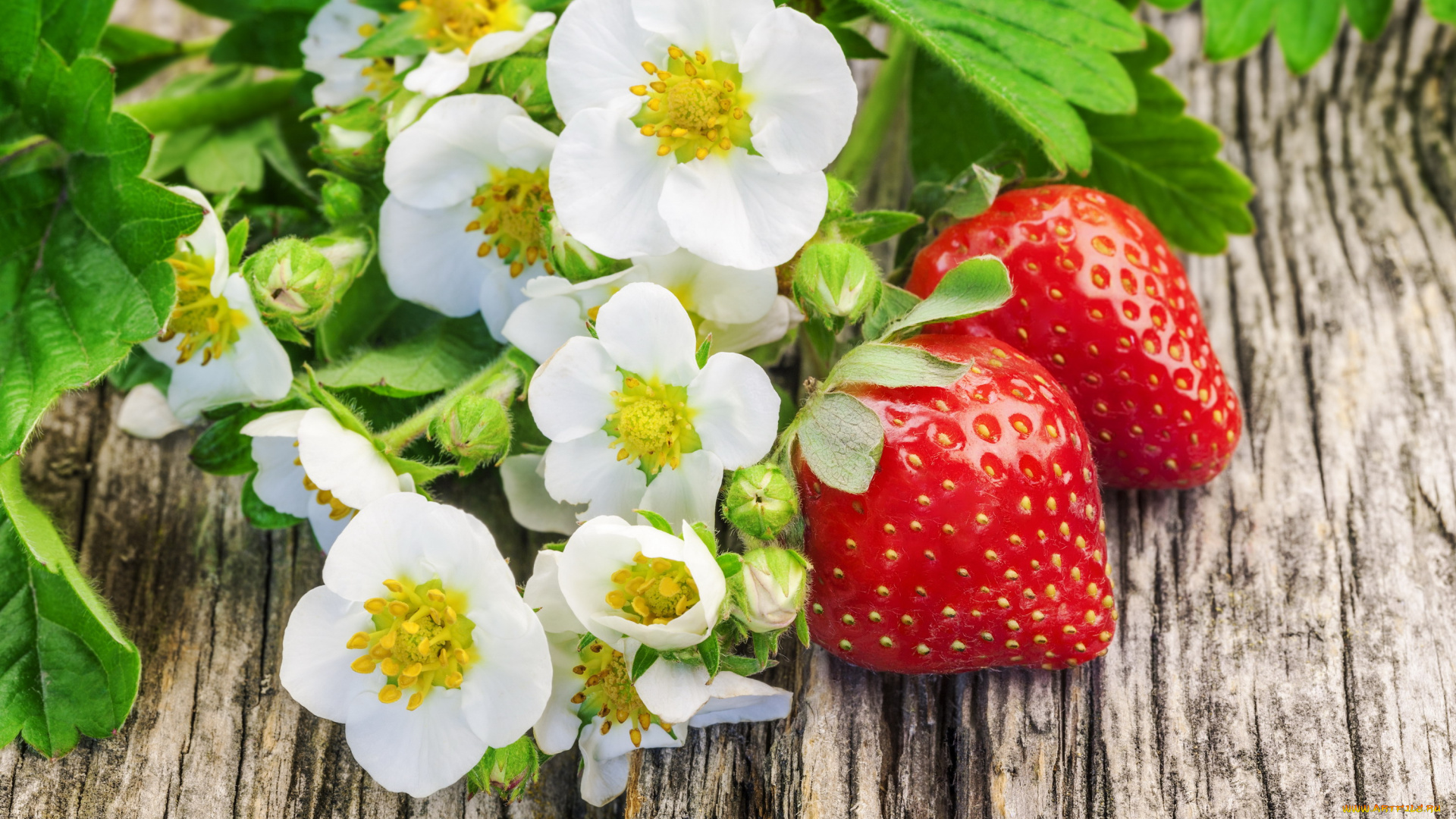 еда, клубника, , земляника, цветы, ягоды, лето