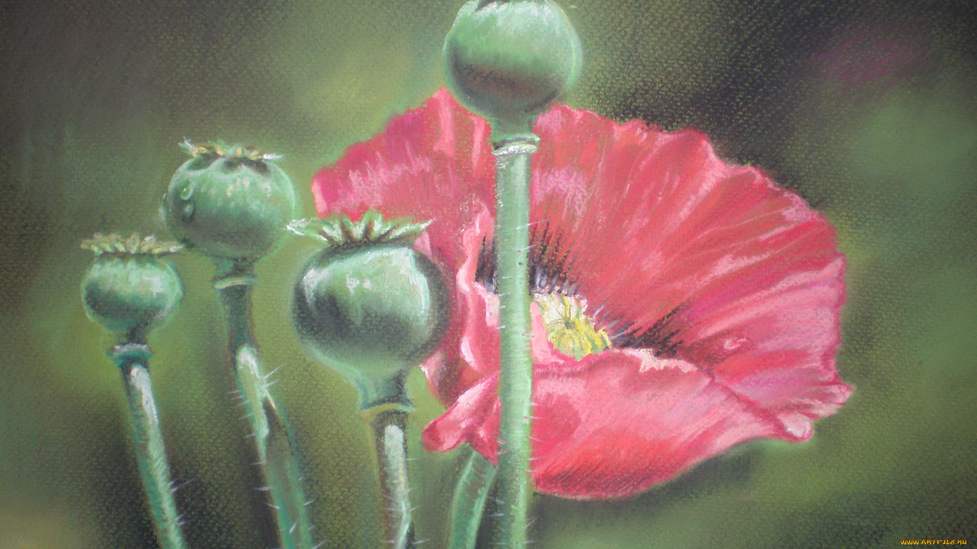 мак, рисованное, цветы