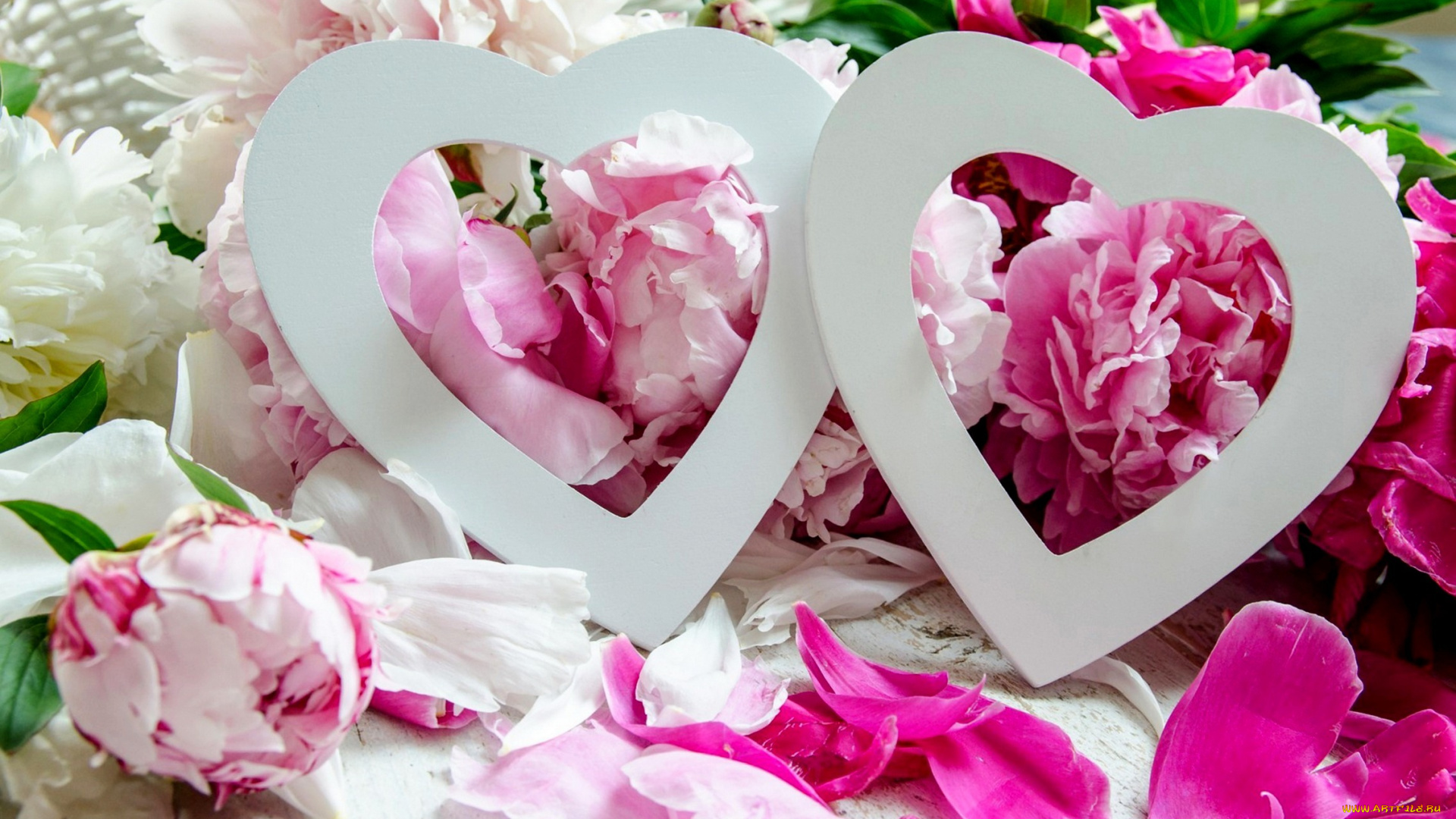 праздничные, день, святого, валентина, , сердечки, , любовь, пионы, лепестки, сердечки