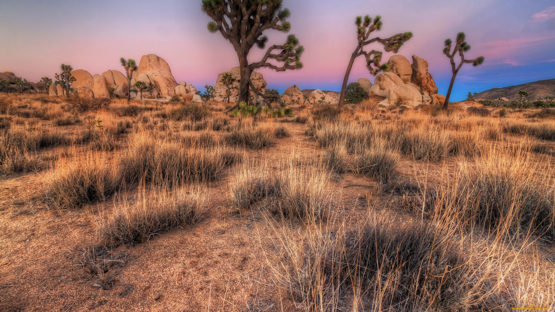 природа, пустыни, деревья, трава