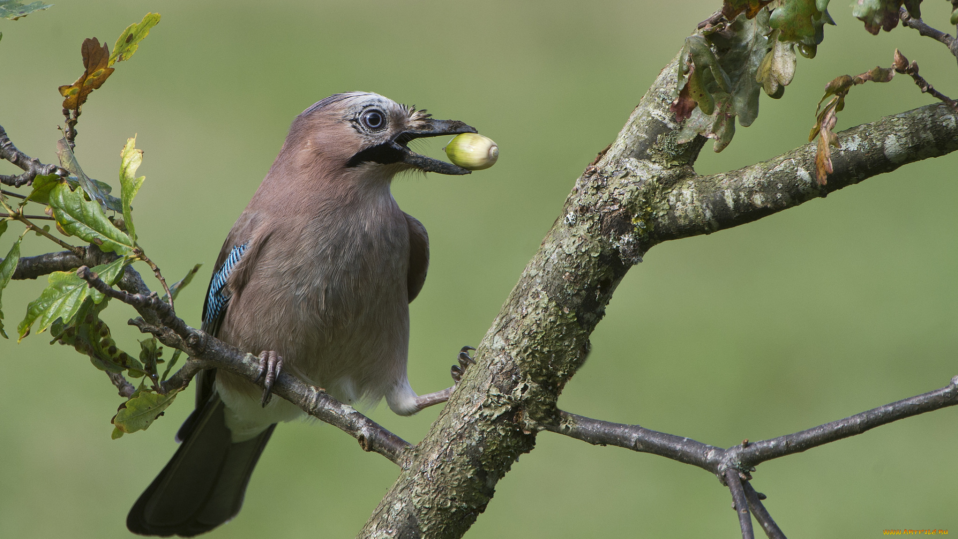 сойка, животные, сойки, птичка
