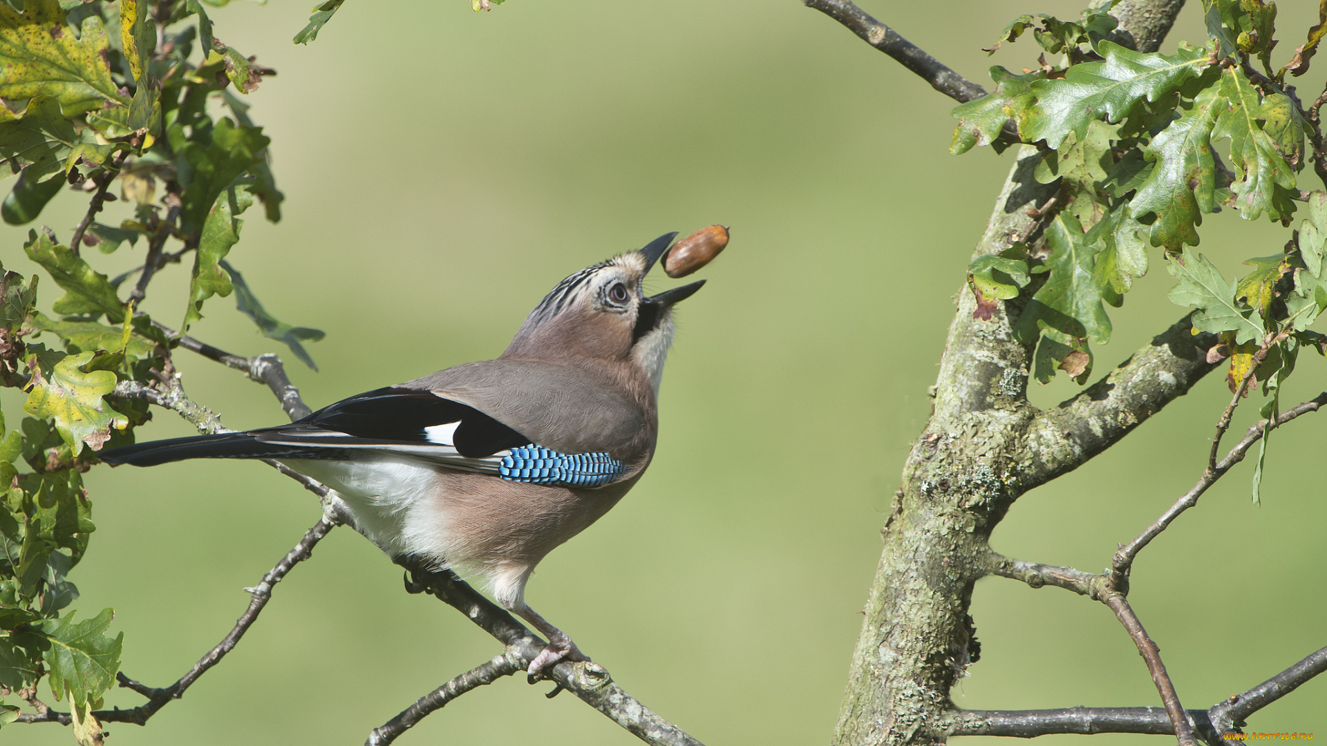 сойка, животные, сойки, птичка