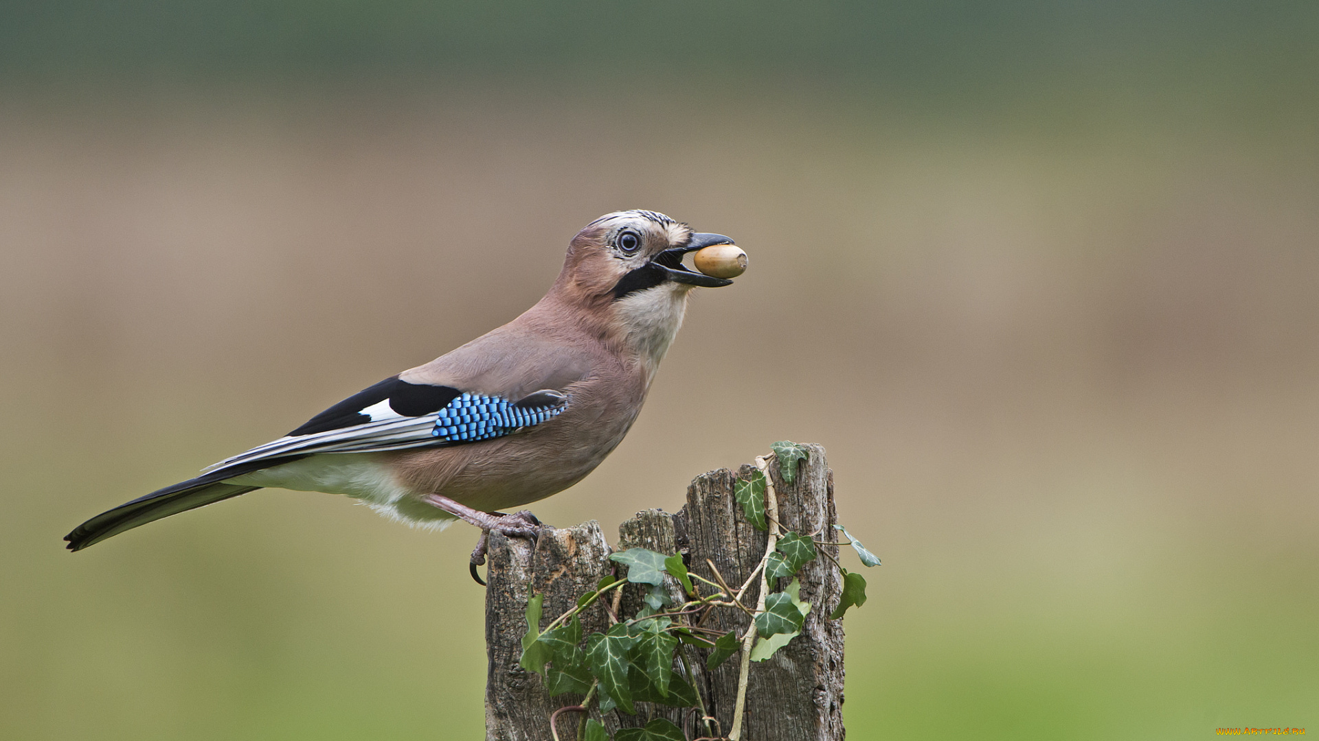 сойка, животные, сойки, птичка