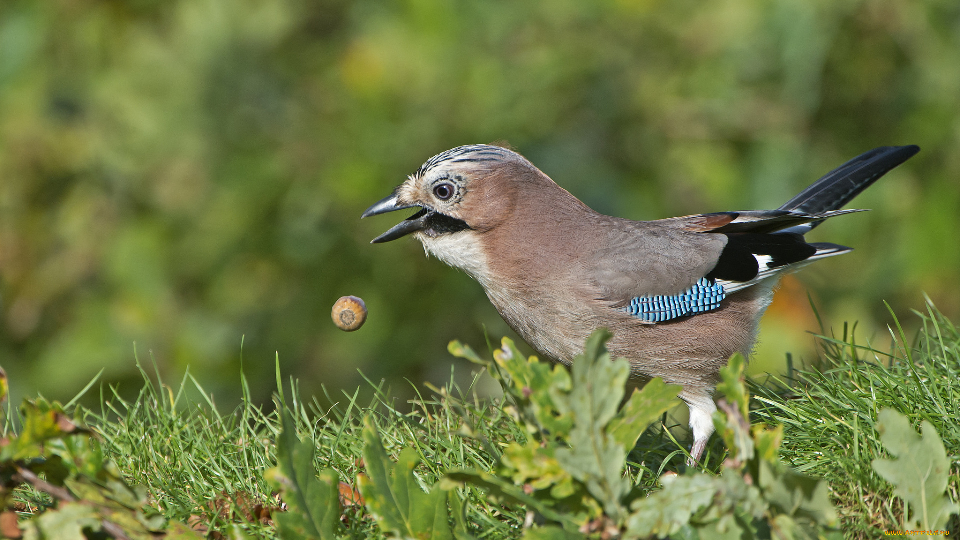 сойка, животные, сойки, птичка