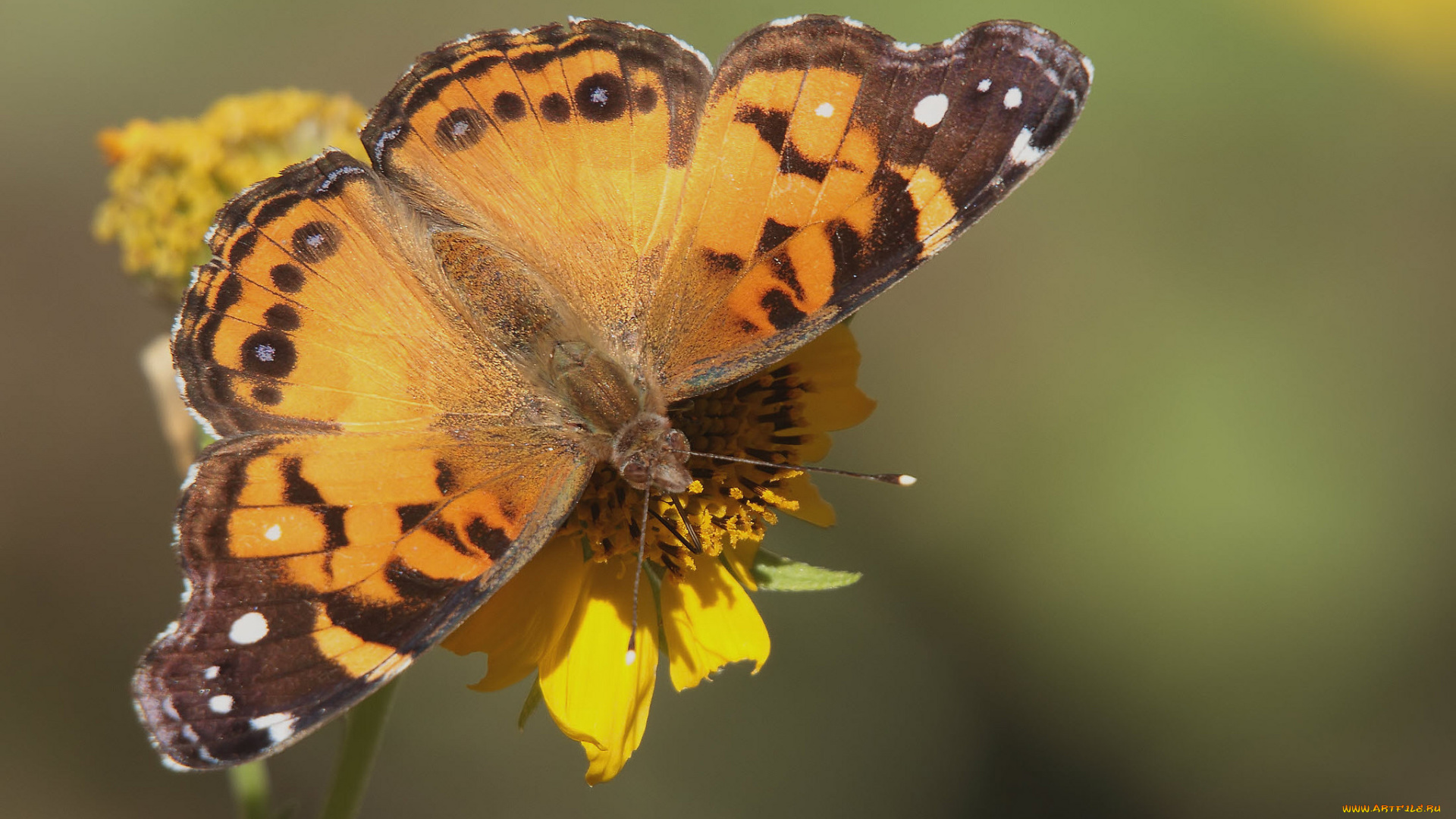 животные, бабочки, , мотыльки, , моли, бабочка