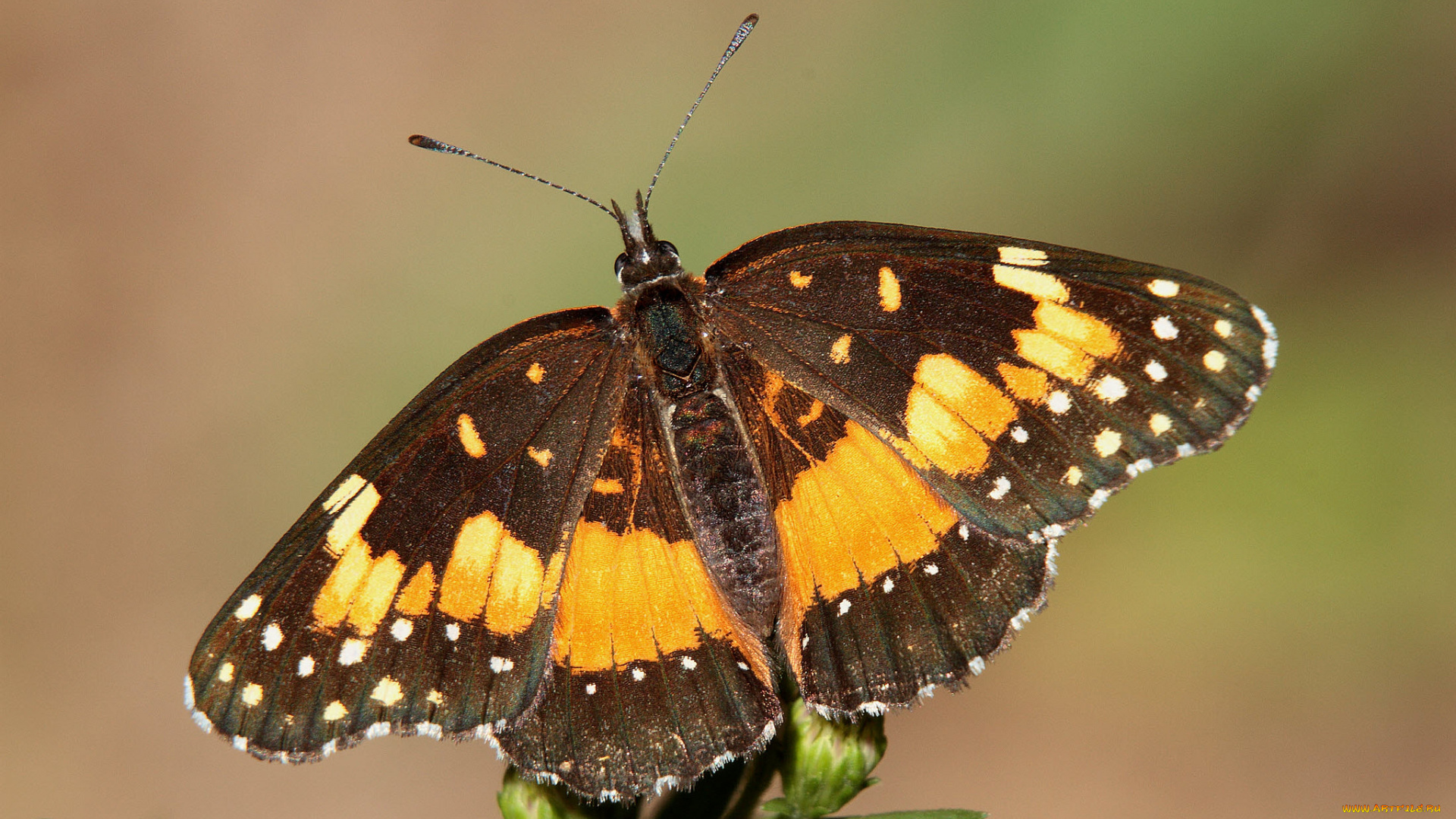 животные, бабочки, , мотыльки, , моли, бабочка