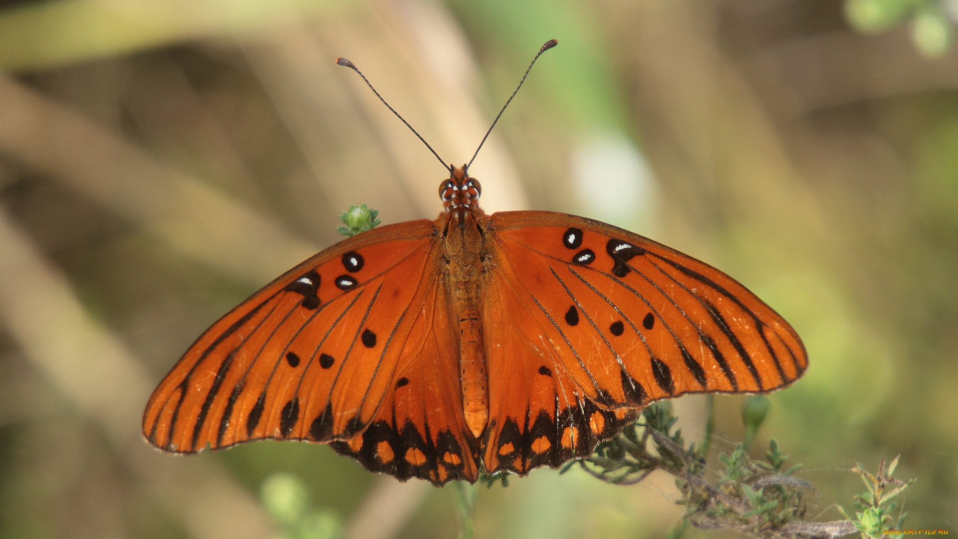 животные, бабочки, , мотыльки, , моли, бабочка