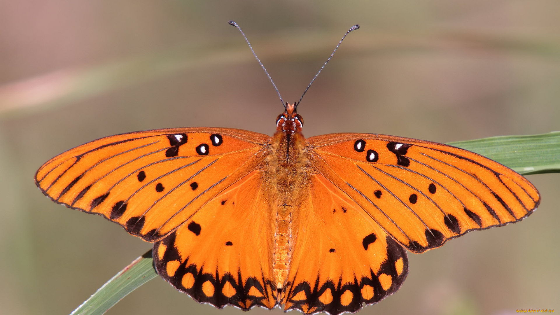 животные, бабочки, , мотыльки, , моли, бабочка