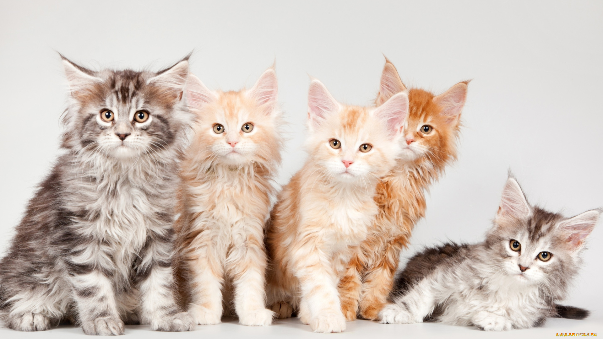 животные, коты, квинтет, мейн-кун, котята