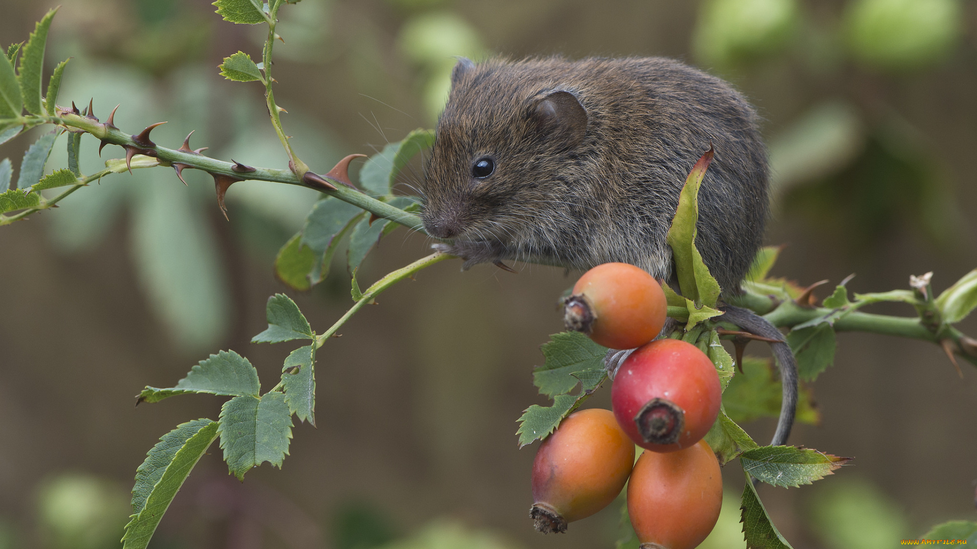 животные, крысы, , мыши, мышка
