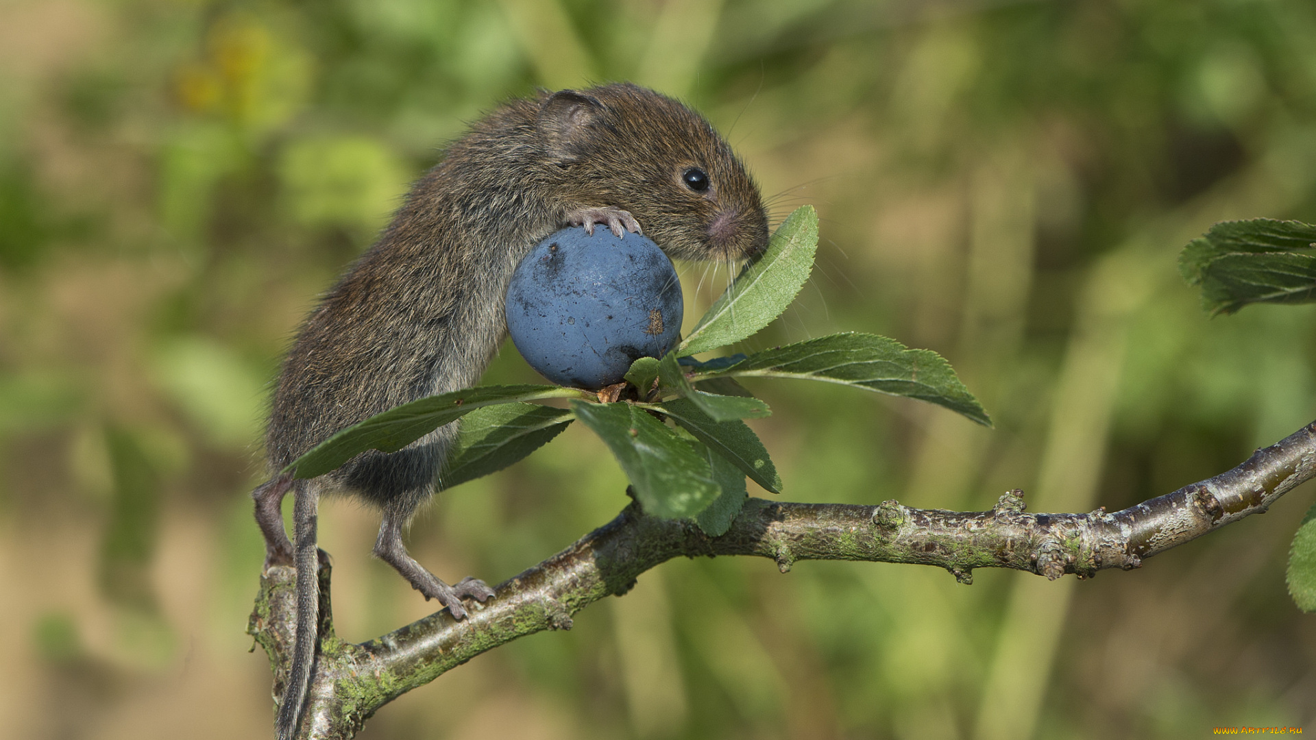 животные, крысы, , мыши, мышка