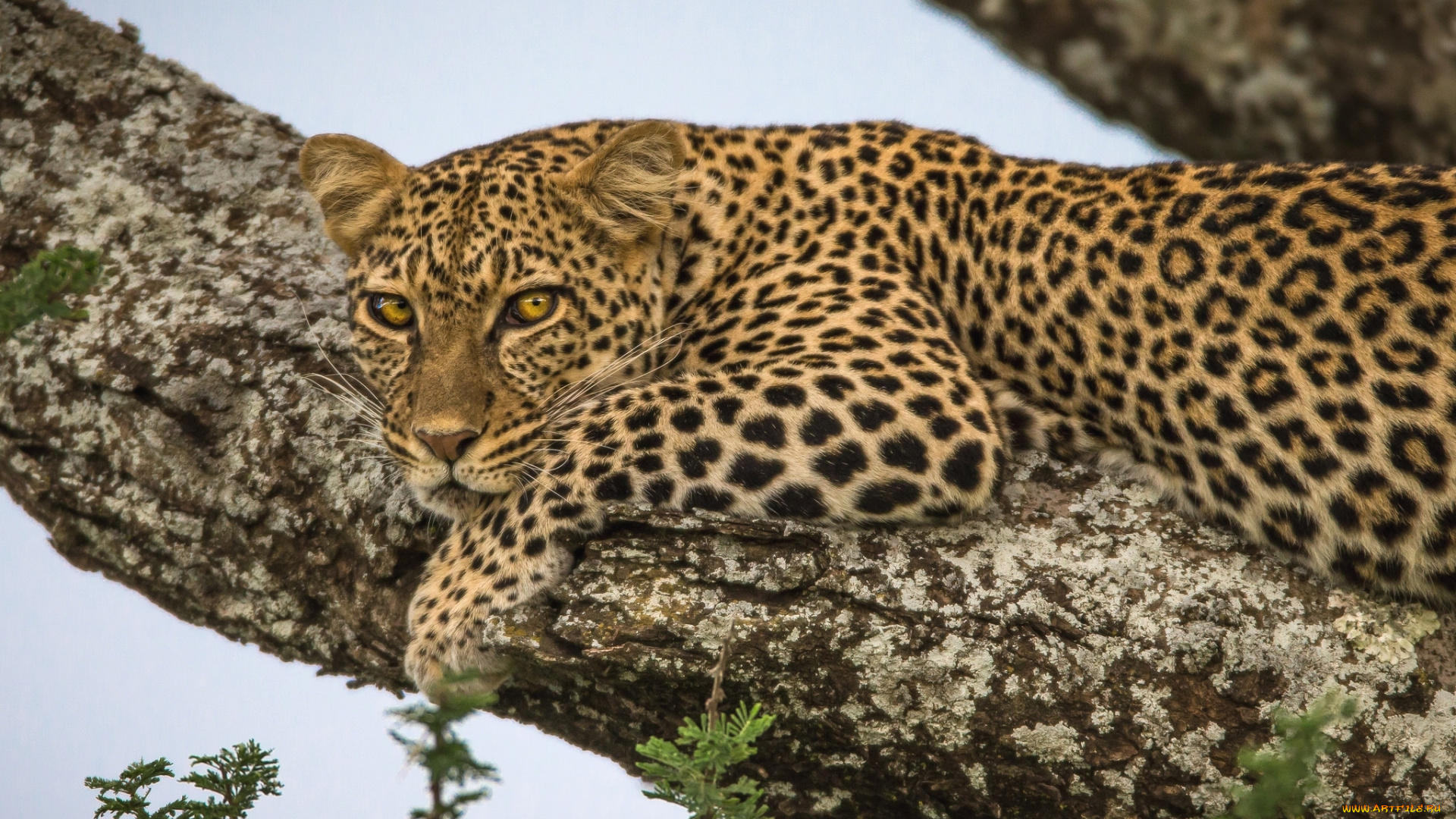 животные, леопарды, взгляд, дерево, леопард