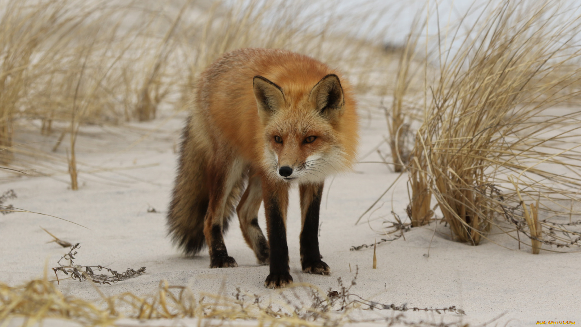 животные, лисы, лисичка