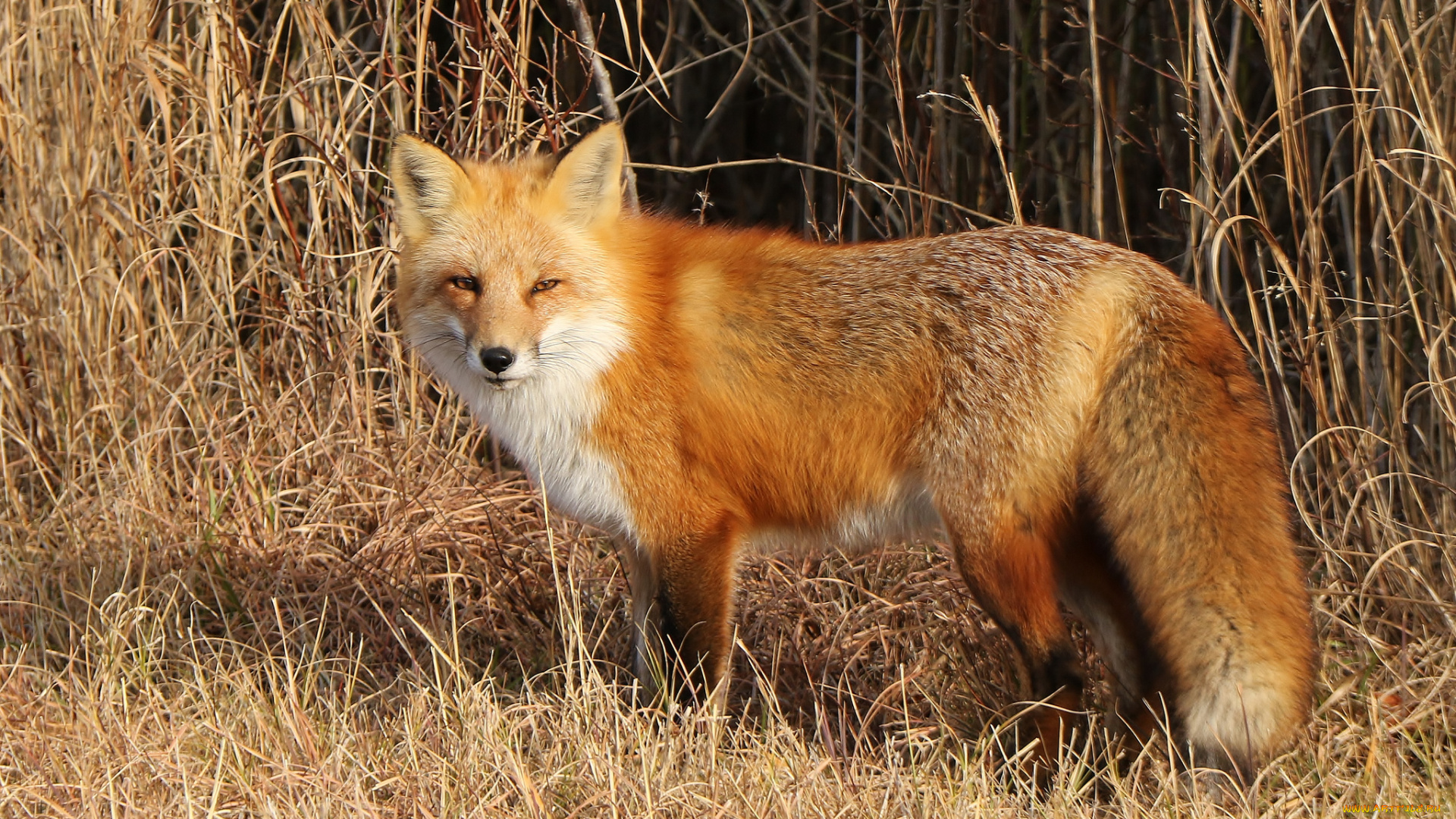 животные, лисы, лисичка