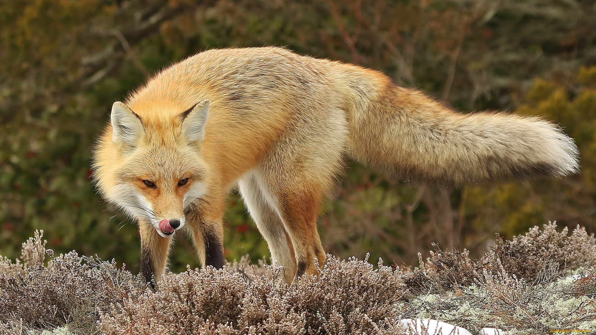животные, лисы, лисичка