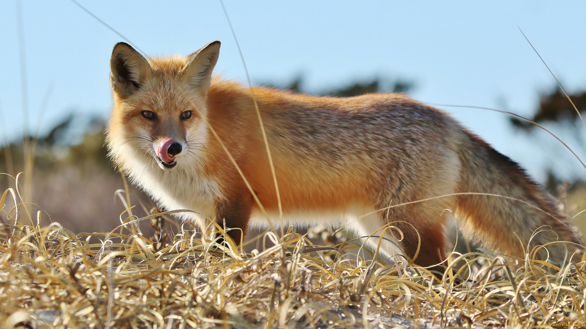 животные, лисы, лисичка