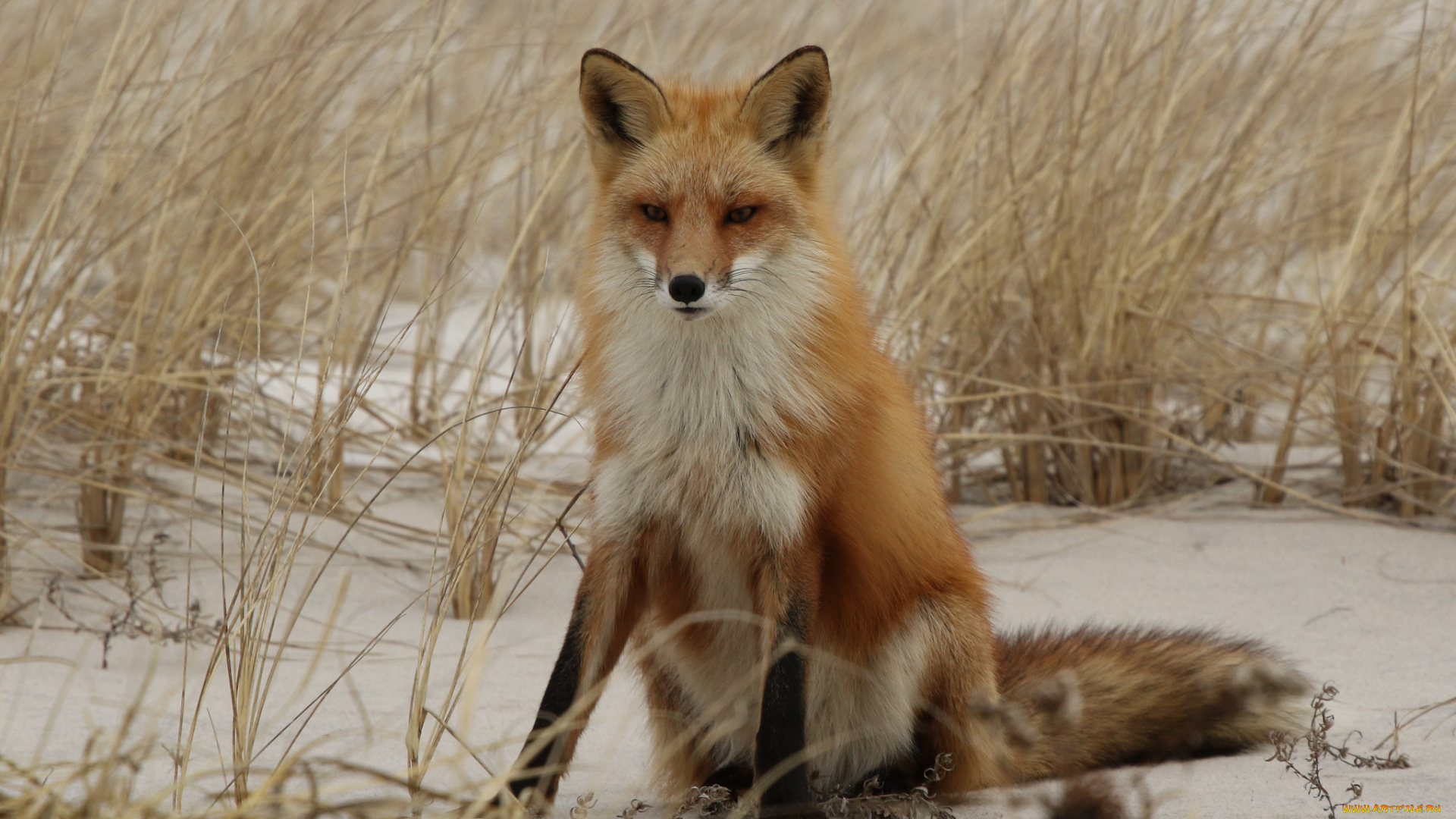 животные, лисы, лисичка