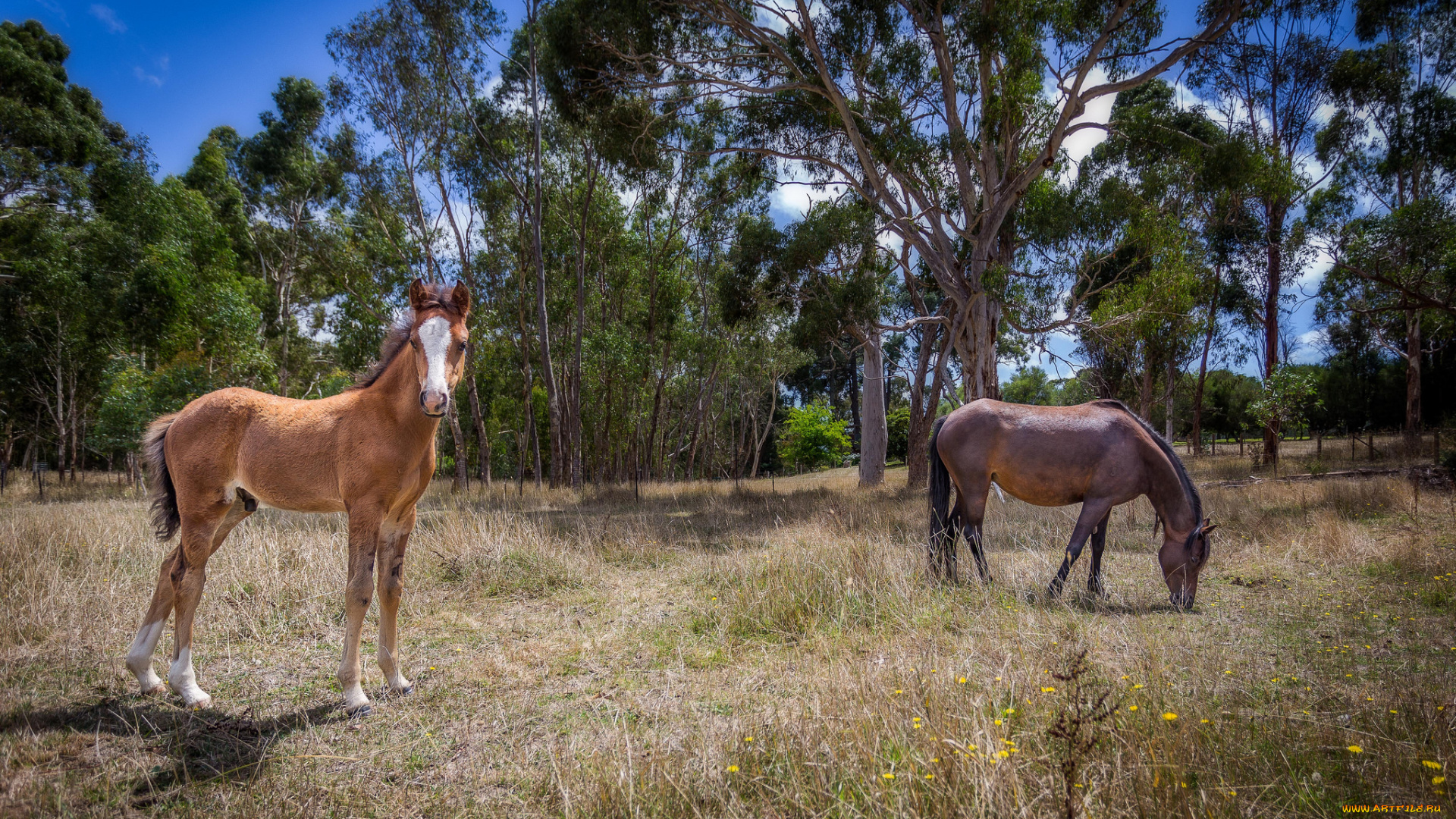 животные, лошади, лошадки