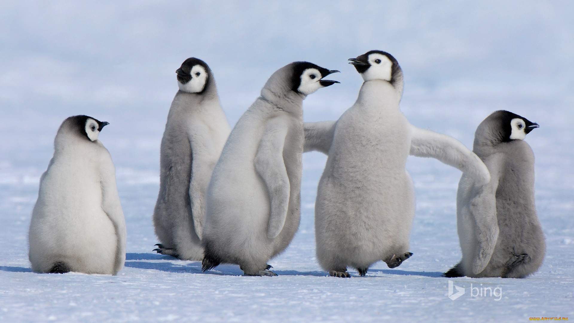 животные, пингвины, снег