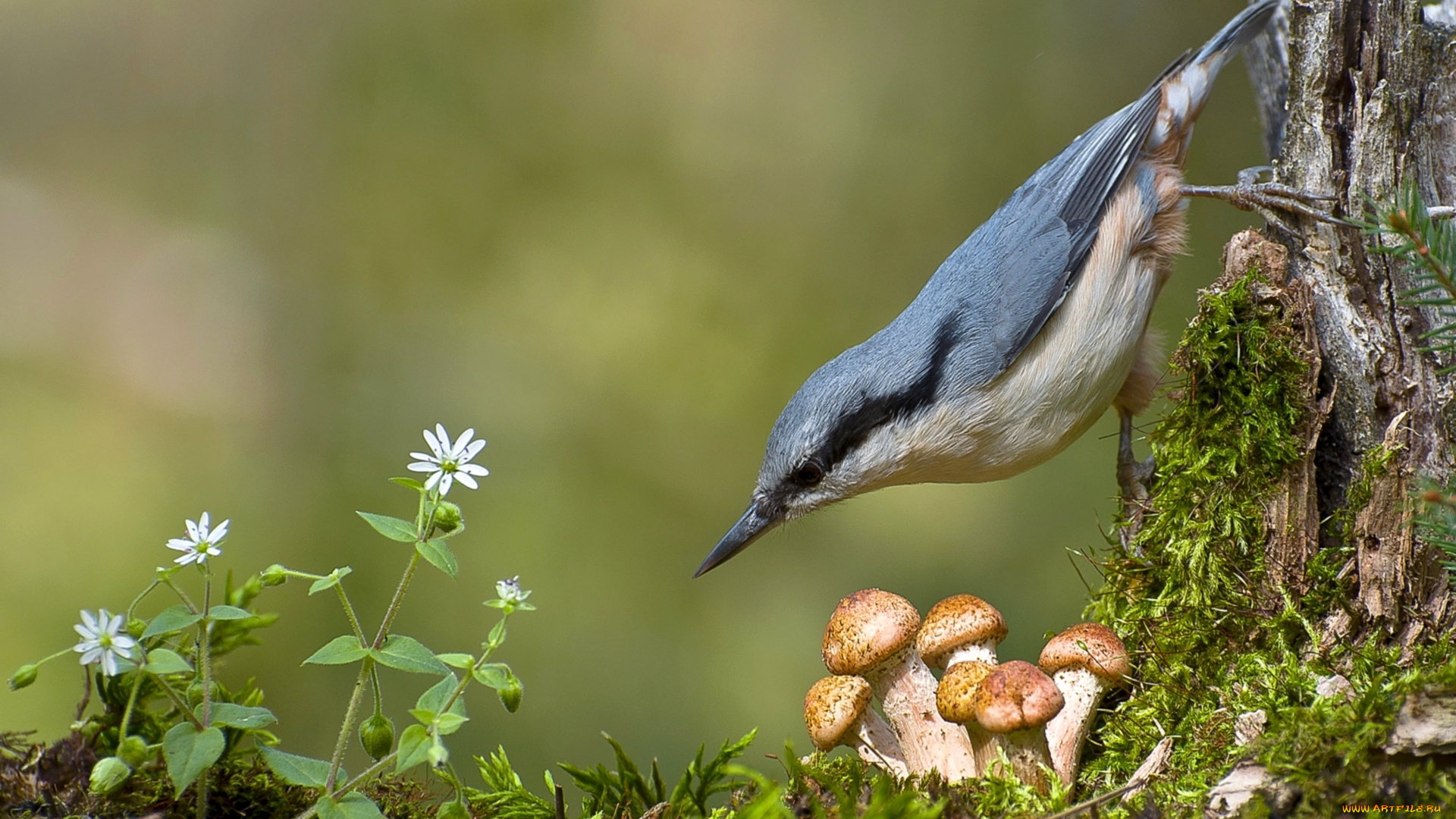животные, поползни, птица, грибы, опята, поползень, мох