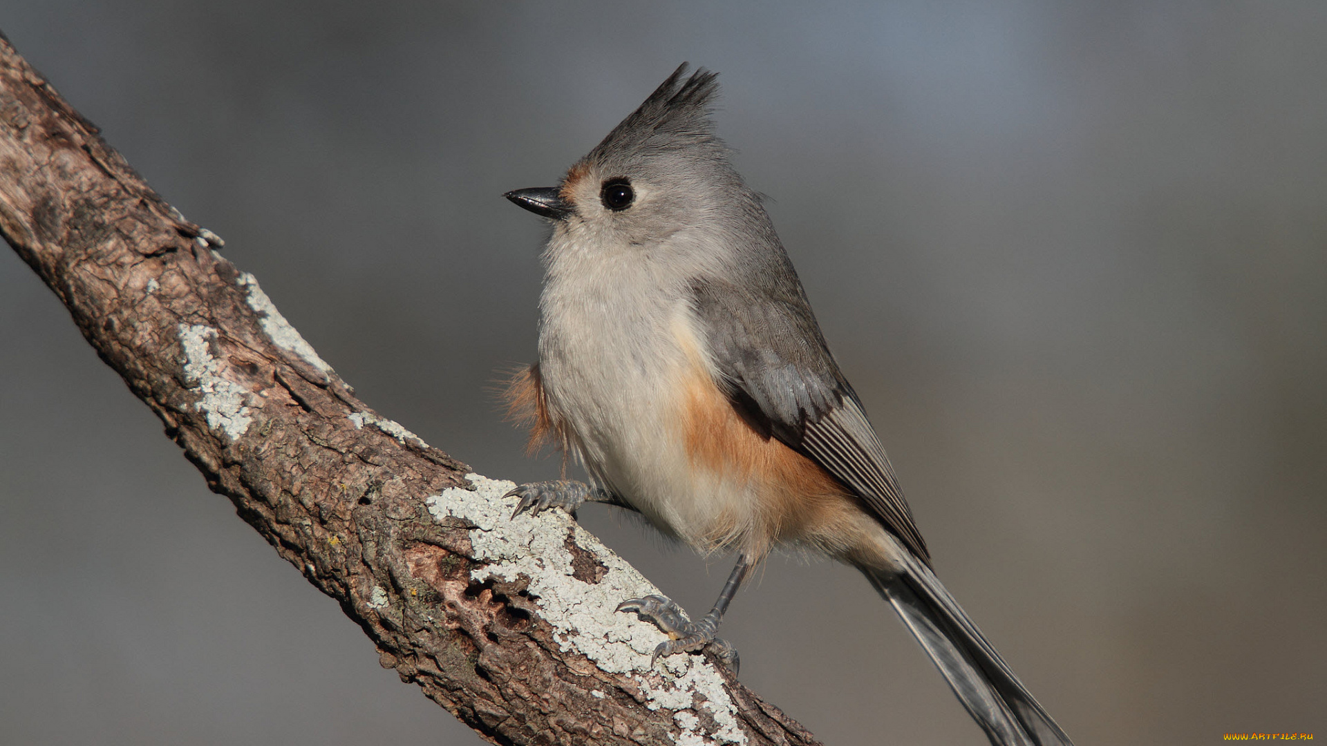 животные, птицы, птичка