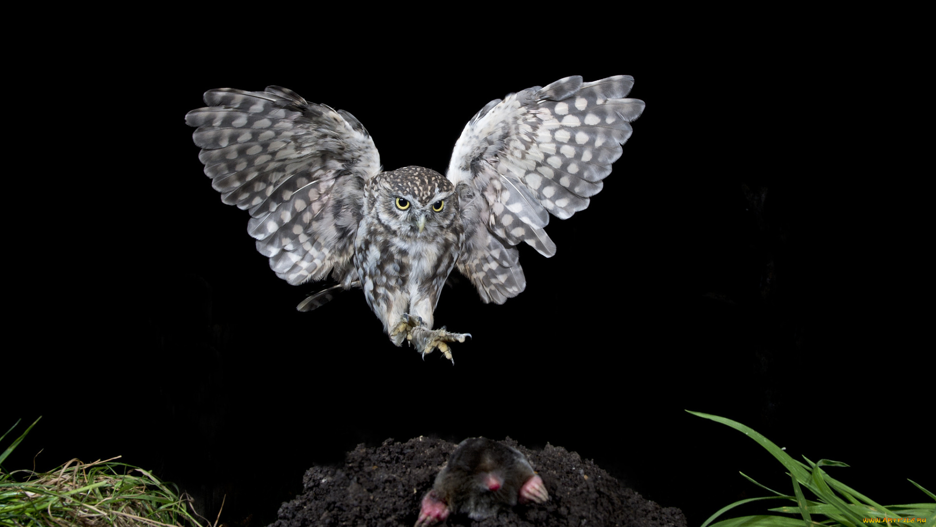 животные, разные, вместе, сова