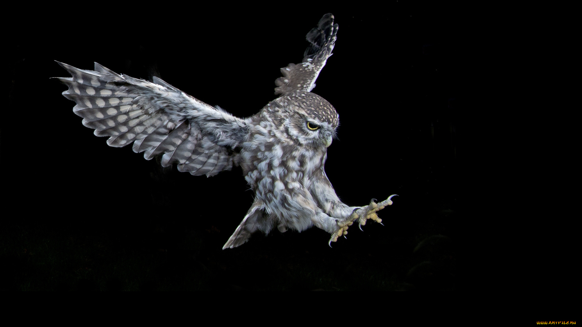 животные, совы, сова