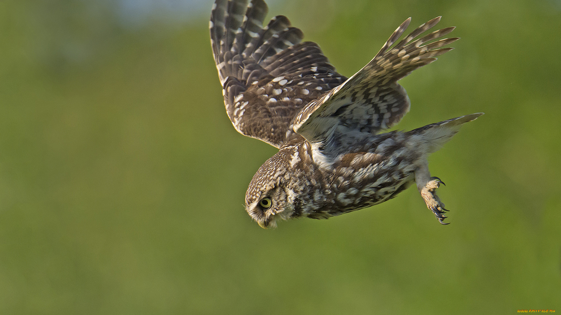 животные, совы, сова